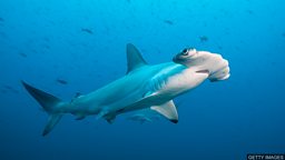 Extinction: 'Time is running out' to save sharks and rays 拯救濒危物种鲨鱼和鳐鱼 “时不我待”