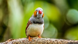 Traffic noise impairs songbirds' abilities 交通噪音损害鸣禽解决问题的能力