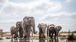 Elephants counted from space for conservation 科学家利用卫星图像统计非洲大象的数量