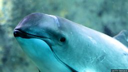 Ocean pollutants 'have negative effect on male fertility' 海洋污染物 “对雄性鼠海豚生殖能力有负面影响”