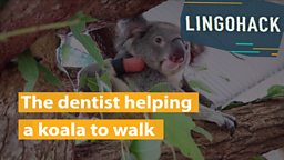 The dentist helping a koala to walk