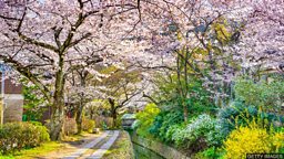Early cherry blossom in Japan likely to be result of climate change 日本樱花盛花期提前或因气候变化所致