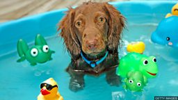 Dog paddling pools boost retail sales 狗狗游泳池带动宠物用品销售增长
