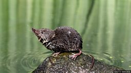 Water shrews – the tiny diving mammals 水鼩：体型小巧的潜水哺乳动物