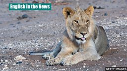 Pet lion taken by authorities after TikTok videos