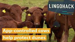 App-controlled cows help protect dunes