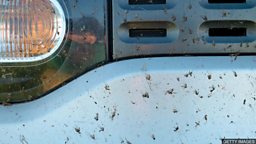New app counts bug splats on your car 新应用程序统计被车撞扁的飞虫数量