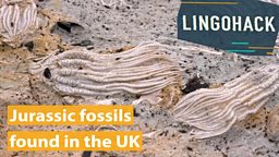 Jurassic fossils found in the UK