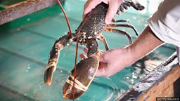 Discussion on banning boiling lobsters alive in the UK 英国考虑禁止活煮龙虾等海洋生物