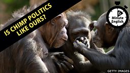 Is chimp politics like ours?