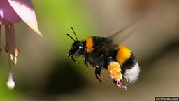 Study finds farm chemicals killing more bees 混合杀虫剂增加蜜蜂死亡数量
