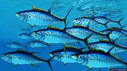 Tuna species on the rise but sharks and rays on the decline 自然报告：金枪鱼部分品种数量回升，鲨鱼和鳐数量下降