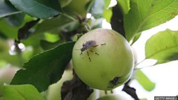 Stink bug discovered in the UK 英国萨里郡发现害虫 “臭屁虫”