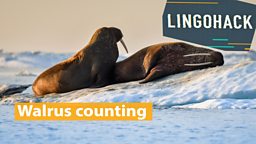 Walrus counting