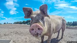 Pigs on patrol 荷兰史基浦机场用猪驱赶鸟类