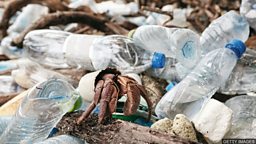 Plastic pollution in the ocean creates new habitat 塑料垃圾成为海洋生物的新栖息地