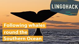 Following whales round the Southern Ocean 