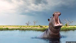 Hippos can recognise their friends’ voices 河马也能闻声识友