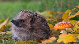 Hedgehog populations in countryside falling 英国乡村地区刺猬数量下降