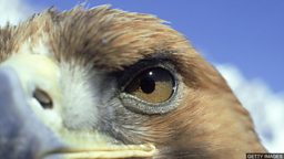 Eagle eye 眼尖，目光锐利