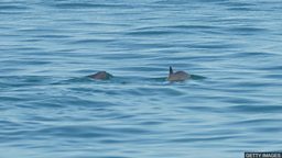 Still hope for an endangered porpoise species 濒危物种加湾鼠海豚仍有望免于灭绝