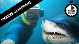 Which are more dangerous: sharks or humans?