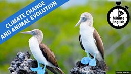 Climate change and animal evolution