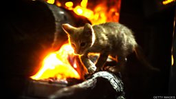Cat saved from fire using an animal oxygen mask 用动物氧气面罩从大火中救出猫咪