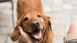 What does it take to make a dog cry 'happy tears'? 为什么狗与主人团聚时 “喜极而泣”？