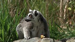 Meet Zeus the lemur, a busy dad of four sets of twins 来认识四对双胞胎幼崽的狐猴爸爸 “宙斯”