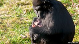 Heartwarming moment: a chimp mum is reunited with her newborn baby 暖心一刻：黑猩猩母亲剖腹产两天后与宝宝团聚