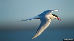 The Arctic tern's epic journey 北极燕鸥的漫长迁徙之旅