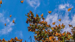The endangered monarch butterfly could be making a comeback in Mexico 濒危黑脉金斑蝶数量有望在墨西哥恢复