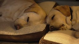 UK family volunteers to raise guide dog  puppies 英国家庭自愿饲养导盲犬