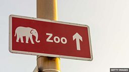 Should we have zoos? 动物园应该存在吗？