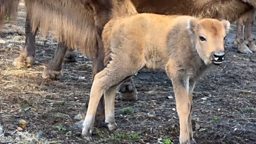 First bison born in British woodland in thousands of years 数千年来第一头在英国林地出生的欧洲野牛