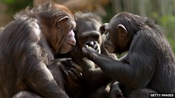 Watch the signals great apes use to communicate 看一看猿类用来交流的手势