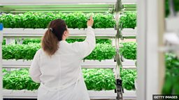 Is this the end of vertical farming? 垂直农业是否已走到尽头？