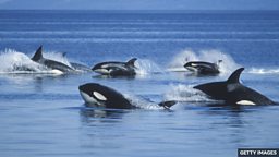 Killer whale mothers look after sons for life 虎鲸母亲为照顾儿子付出一生
