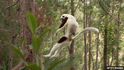 UK zoo celebrates first 'dancing lemur' born in Europe 英国动物园庆祝第一只在欧洲出生的 “跳舞狐猴”