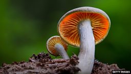 The magic of fungi 真菌的神奇之处