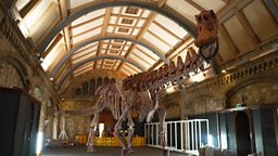 Gigantic dinosaur skeleton on show in London 巨型恐龙骨架模型在伦敦展出
