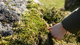 Environmental artists begin Dartmoor moss-growing project 英国环保艺术家启动达特穆尔苔藓栽植项目