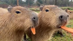 The capybaras taking over social media 水豚成为网红明星