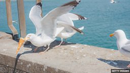 Scaring off seagulls with an eagle kite 英国海滨小镇用老鹰风筝驱赶海鸥