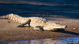 First case of 'virgin birth' has been found  in crocodile 科学家发现首例孤雌生殖美洲鳄