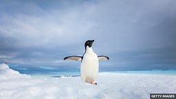 Antarctica penguins: How too much ice triggered population decline 坚冰过多导致南极企鹅数量剧减
