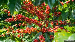 Developing decaffeinated coffee beans 巴西研究人员培育天然低咖啡因咖啡豆