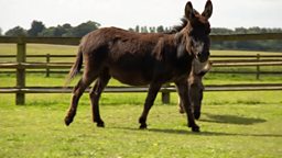 Miniature donkey given new lease of life with pacemaker 植入心脏起搏器后迷你驴重获新生