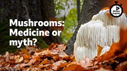 Mushrooms: Medicine or myth?